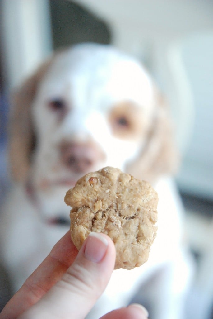 Holding a peanut butter dog treat in front of my dog