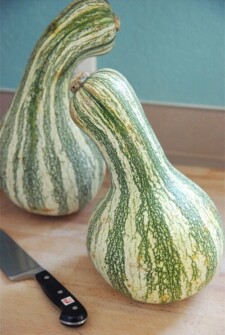 Two Whole Cushaw with a knife on a cutting board