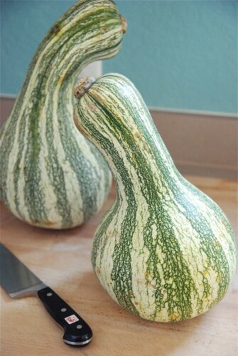 Two Whole Cushaw with a knife on a cutting board