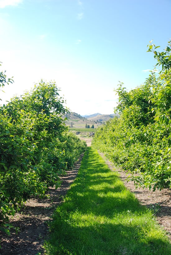 Tree Top Orchard