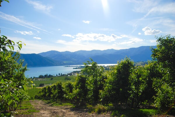 Tree Top Orchard