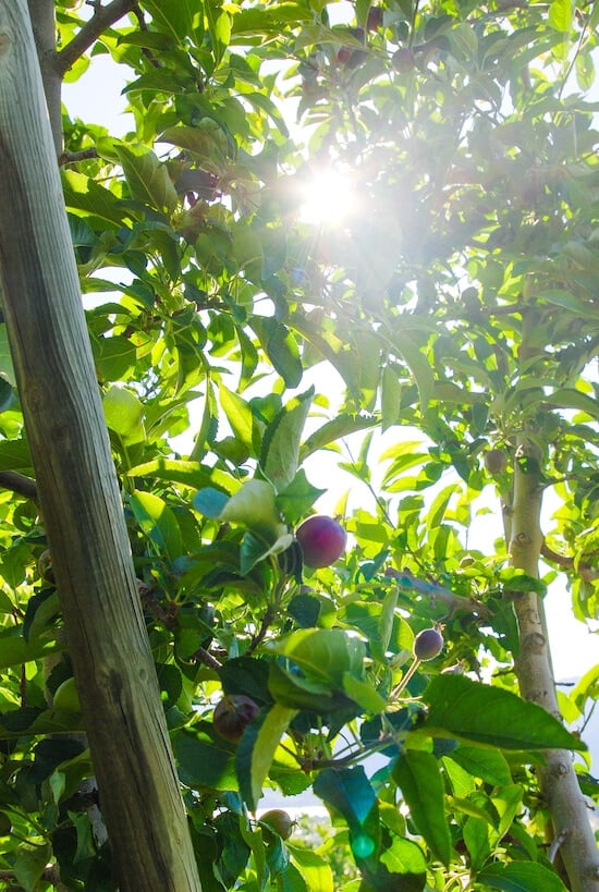 Tree Top Orchard Apple