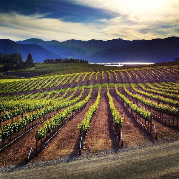 Benson Vineyards