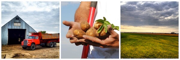 idaho potato harvest