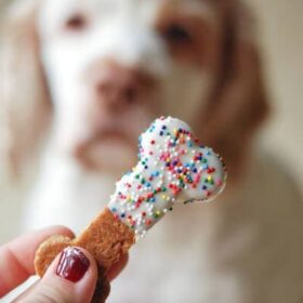 Dog bone with white chocolate and sprinkles in corn too a dog