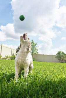 White and Tan dog playing fetch in a backyard