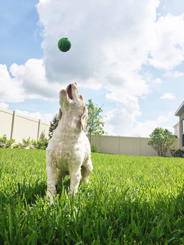 Brody playing fetch. 