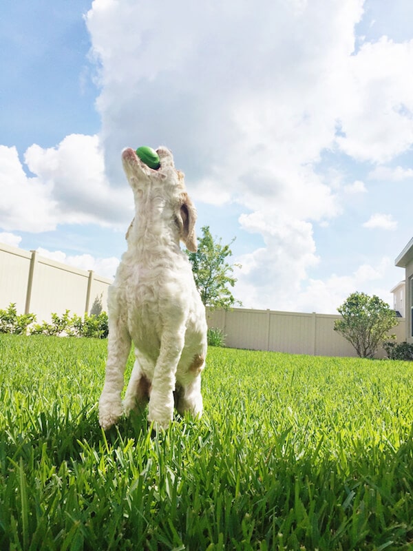 Brody playing fetch. 