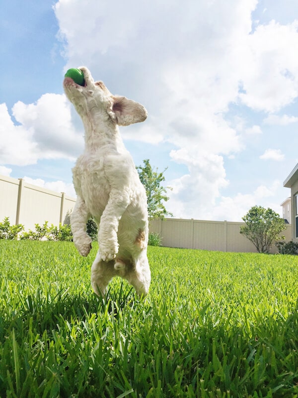 Brody playing fetch. 