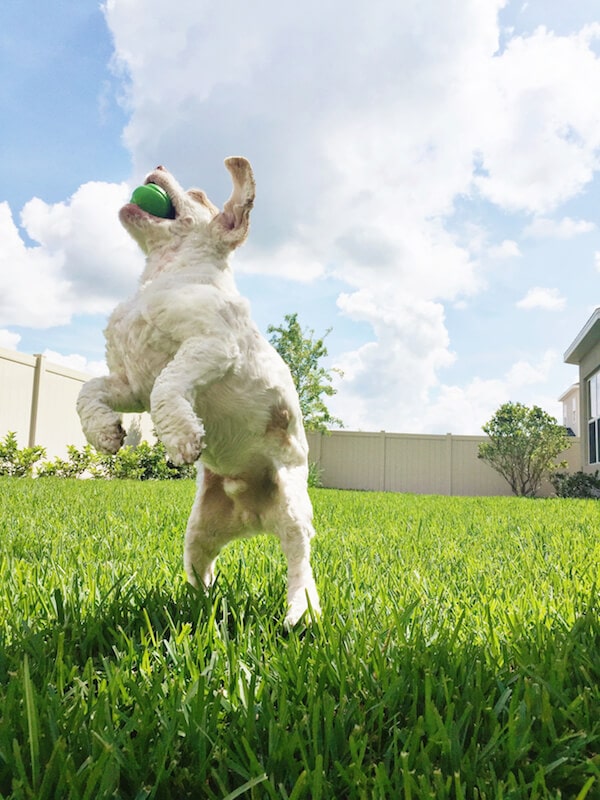 Brody playing fetch. 