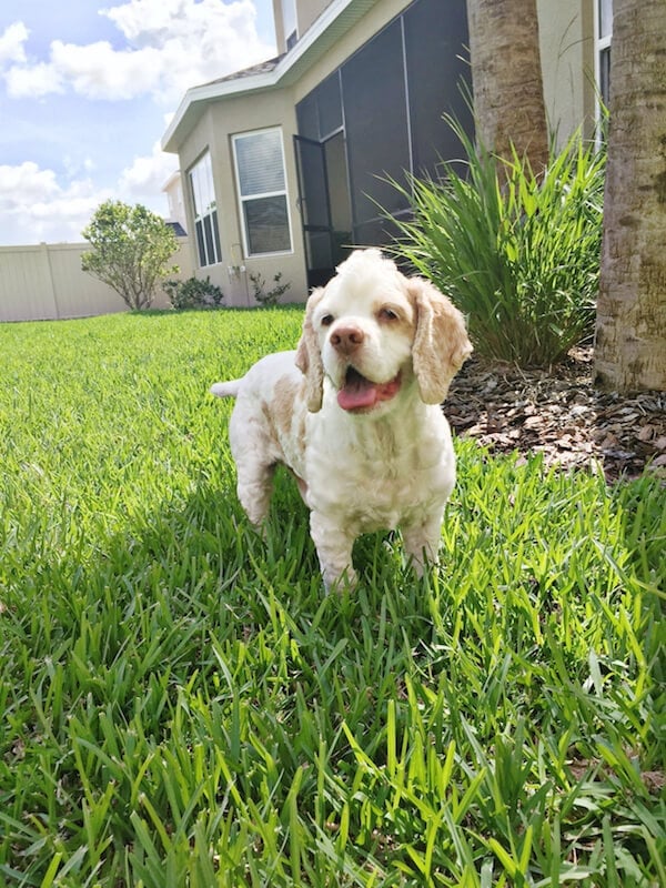 Brody playing fetch. 