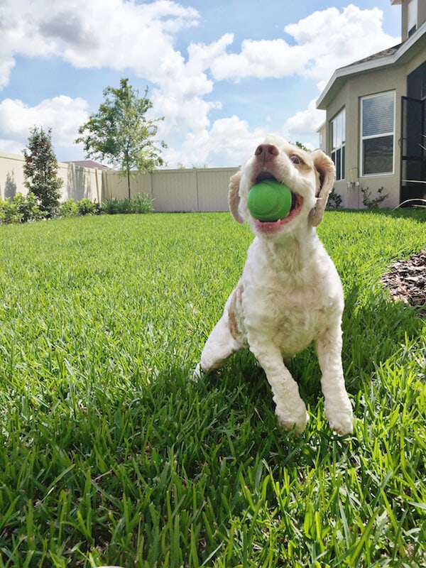 Brody playing fetch. 