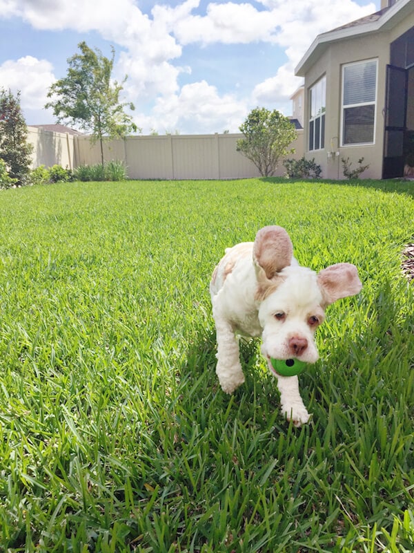 Brody playing fetch. 