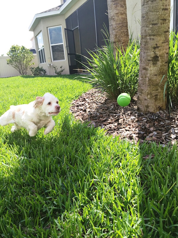 Brody playing fetch. 