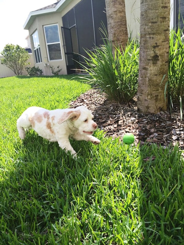 Brody playing fetch. 