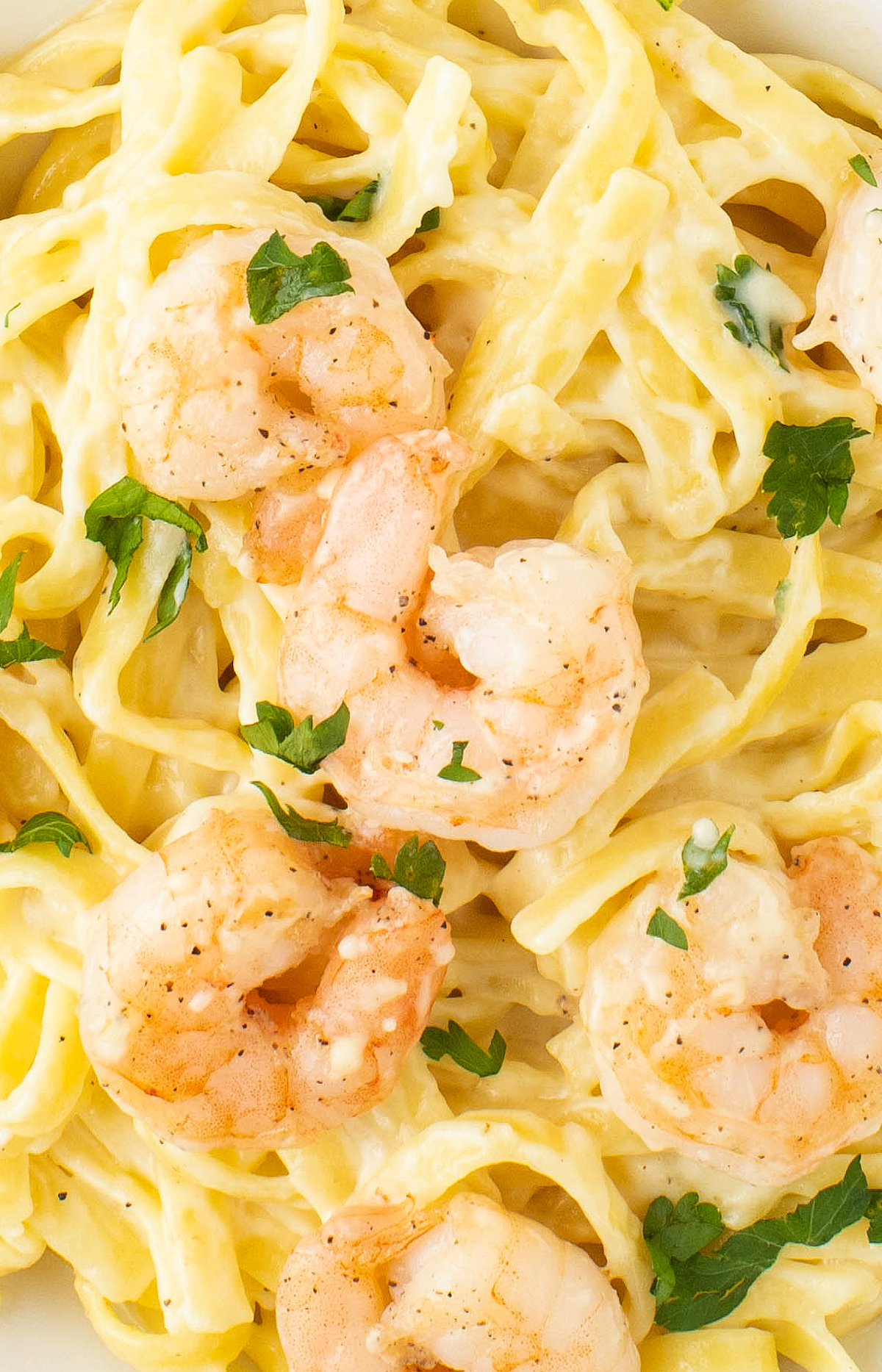 Shrimp in creamy alfredo sauce with pasta.