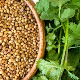 A bowl of whole coriander next to a bunch of fresh cilantro.