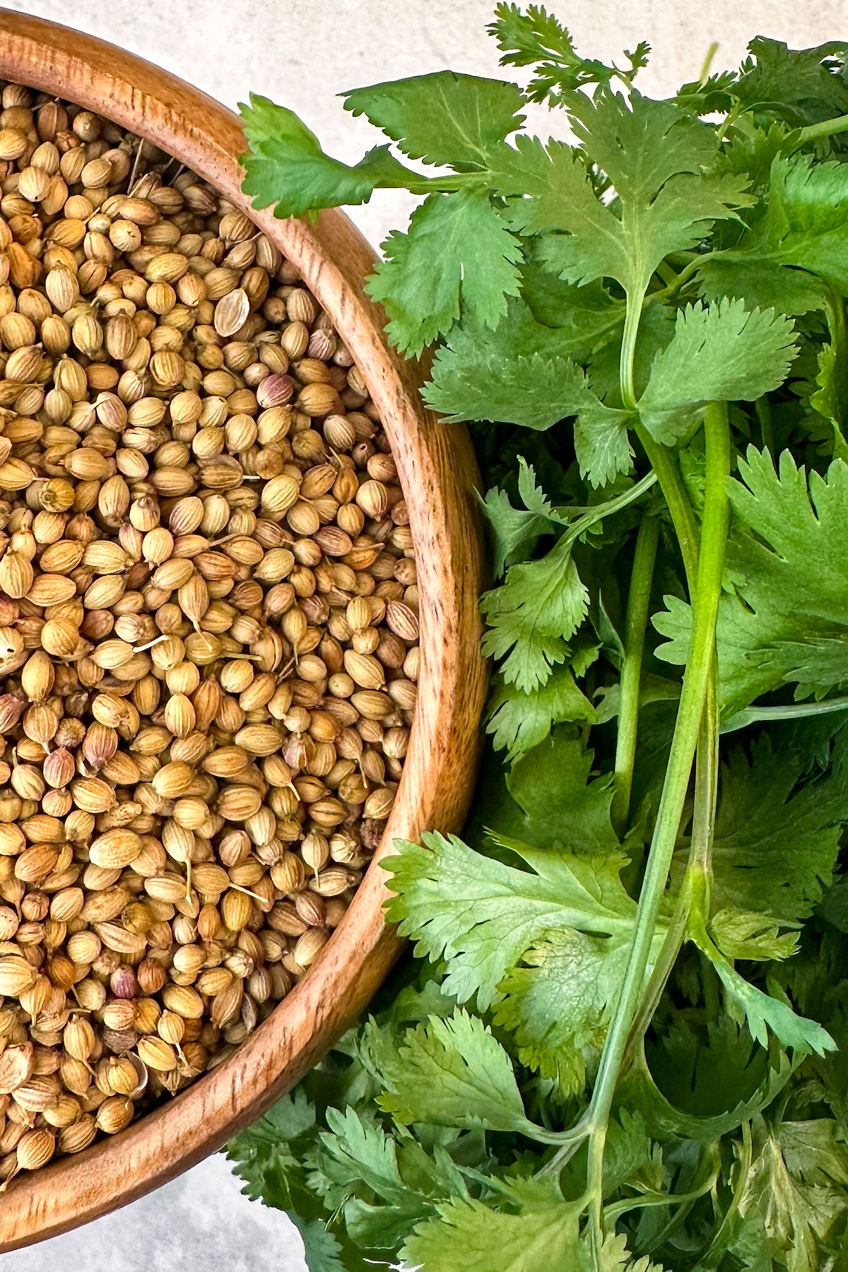 A bowl of whole coriander next to a bunch of fresh cilantro.
