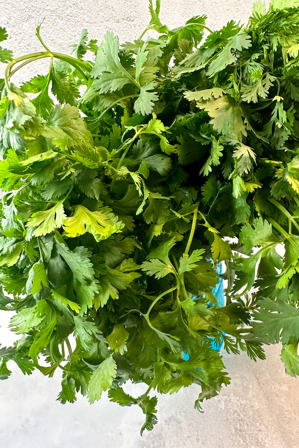 A bunch of fresh cilantro in a glass jar.