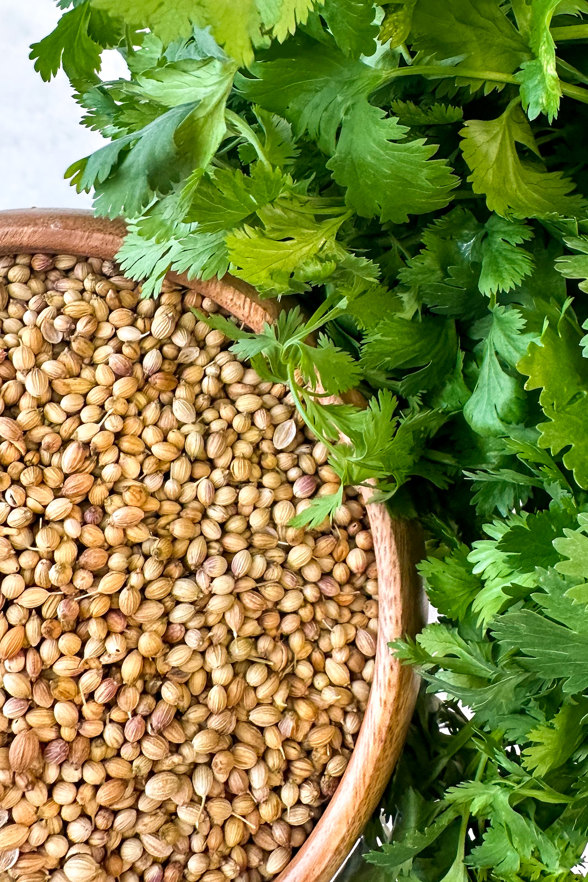 A bowl of whole coriander with a bunch of fresh cilantro next to it.